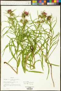 Liatris squarrosa var. glabrata image