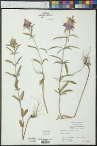 Monarda citriodora image