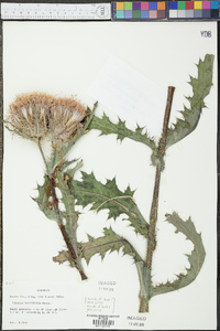 Cirsium horridulum image