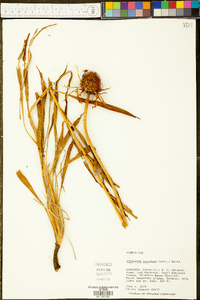 Echinacea paradoxa image
