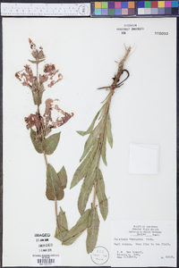 Penstemon murrayanus image