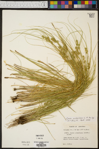 Carex arkansana image