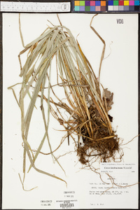 Carex latebracteata image