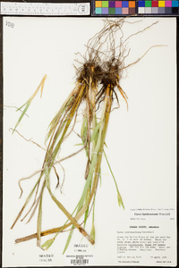 Carex latebracteata image