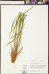 Carex hitchcockiana image