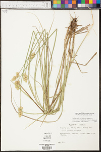 Carex opaca image