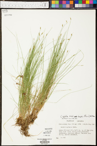 Carex leptalea subsp. harperi image
