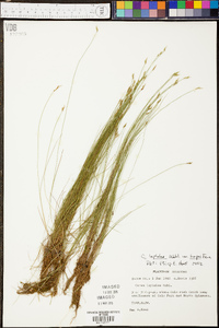 Carex leptalea var. harperi image