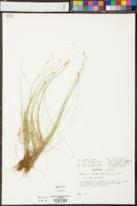 Carex leptalea subsp. harperi image