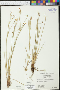 Sisyrinchium atlanticum image