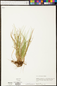 Carex willdenowii image