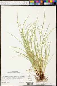 Carex timida image