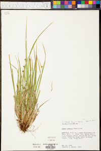 Carex timida image