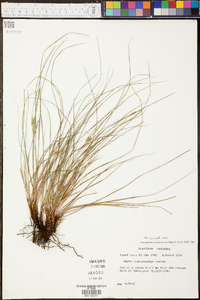 Carex planostachys image