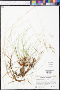 Deschampsia flexuosa image