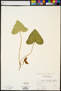 Hexastylis arifolia image