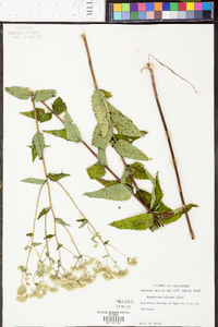 Eupatorium pilosum image