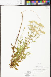 Eupatorium cuneifolium image