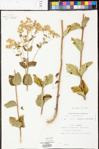 Eupatorium rotundifolium var. ovatum image