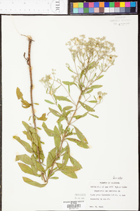 Eupatorium semiserratum image