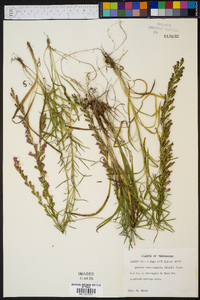 Liatris microcephala image