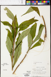 Vernonia flaccidifolia image