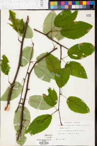 Betula lenta image