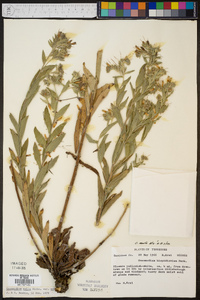 Lithospermum molle image