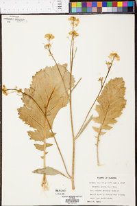 Brassica juncea image