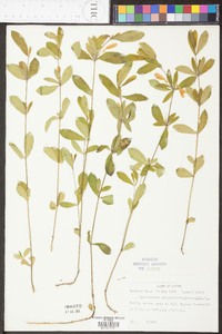 Dyschoriste oblongifolia image