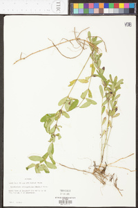 Dyschoriste oblongifolia image