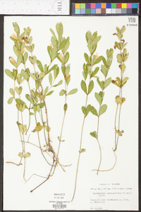 Dyschoriste oblongifolia image