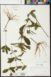 Ruellia caroliniensis image