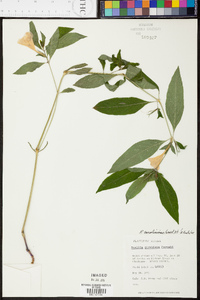 Ruellia caroliniensis image