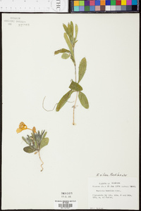 Ruellia caroliniensis subsp. ciliosa image