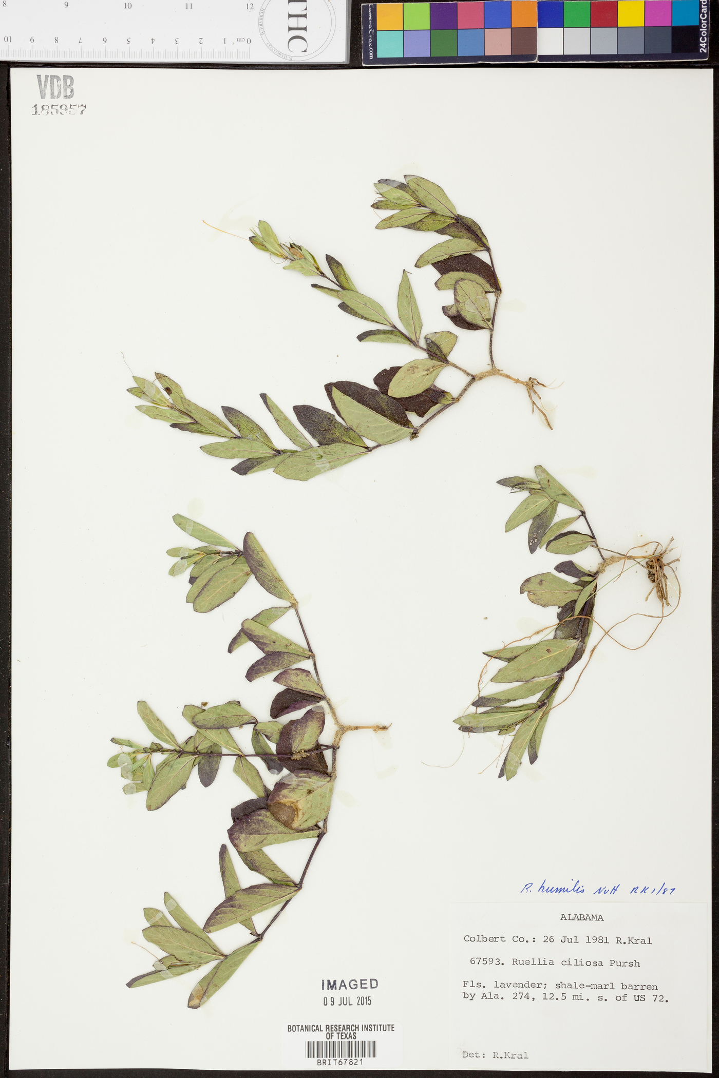 Ruellia caroliniensis subsp. ciliosa image