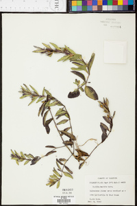 Ruellia humilis image