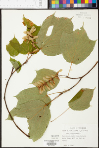 Acer pensylvanicum image