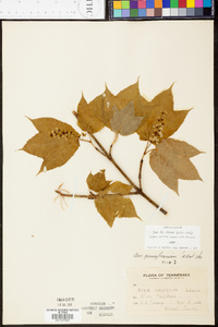 Acer pensylvanicum image