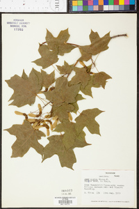 Acer nigrum image