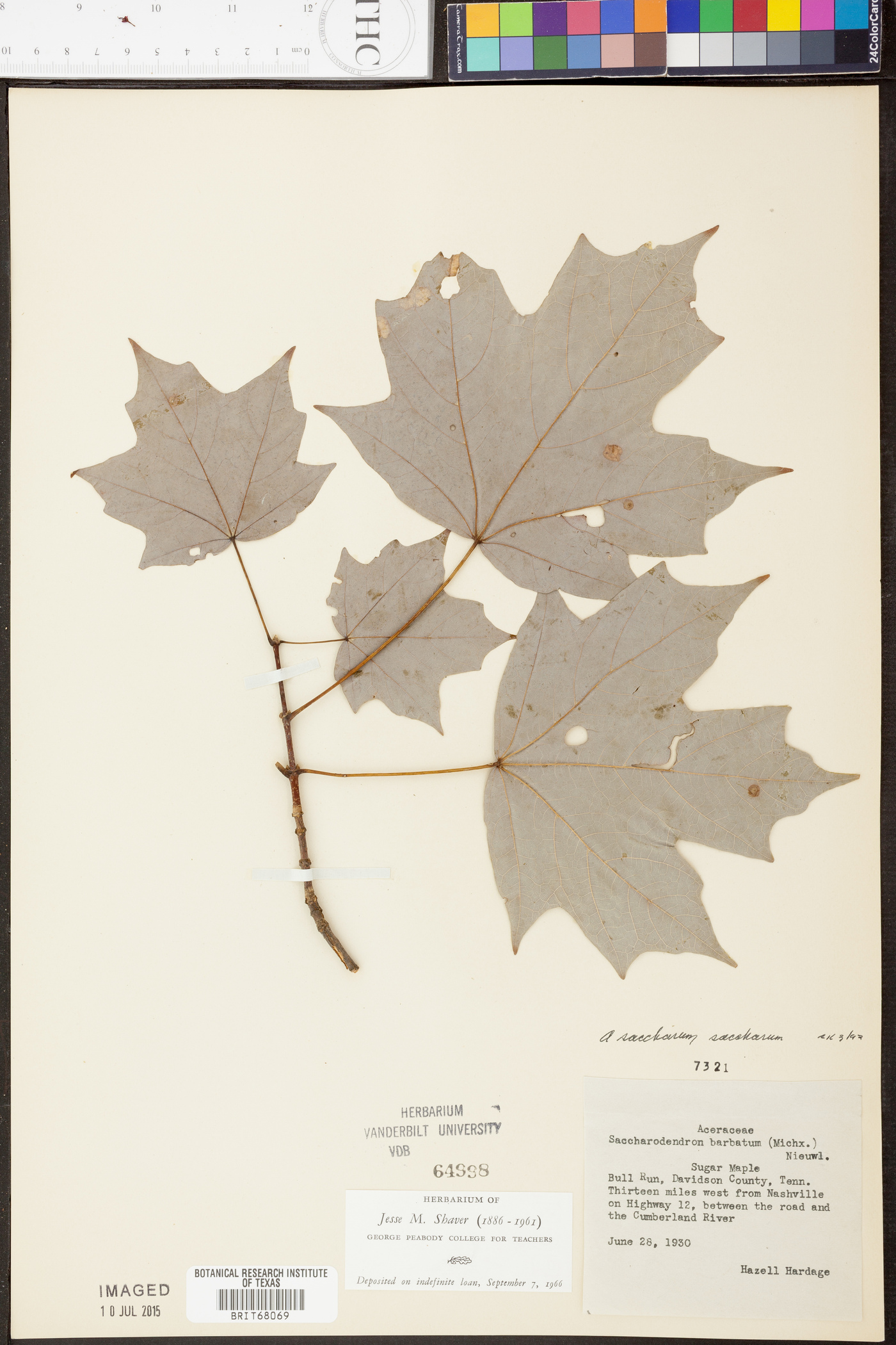 Acer saccharum f. saccharum image