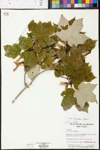 Acer leucoderme image