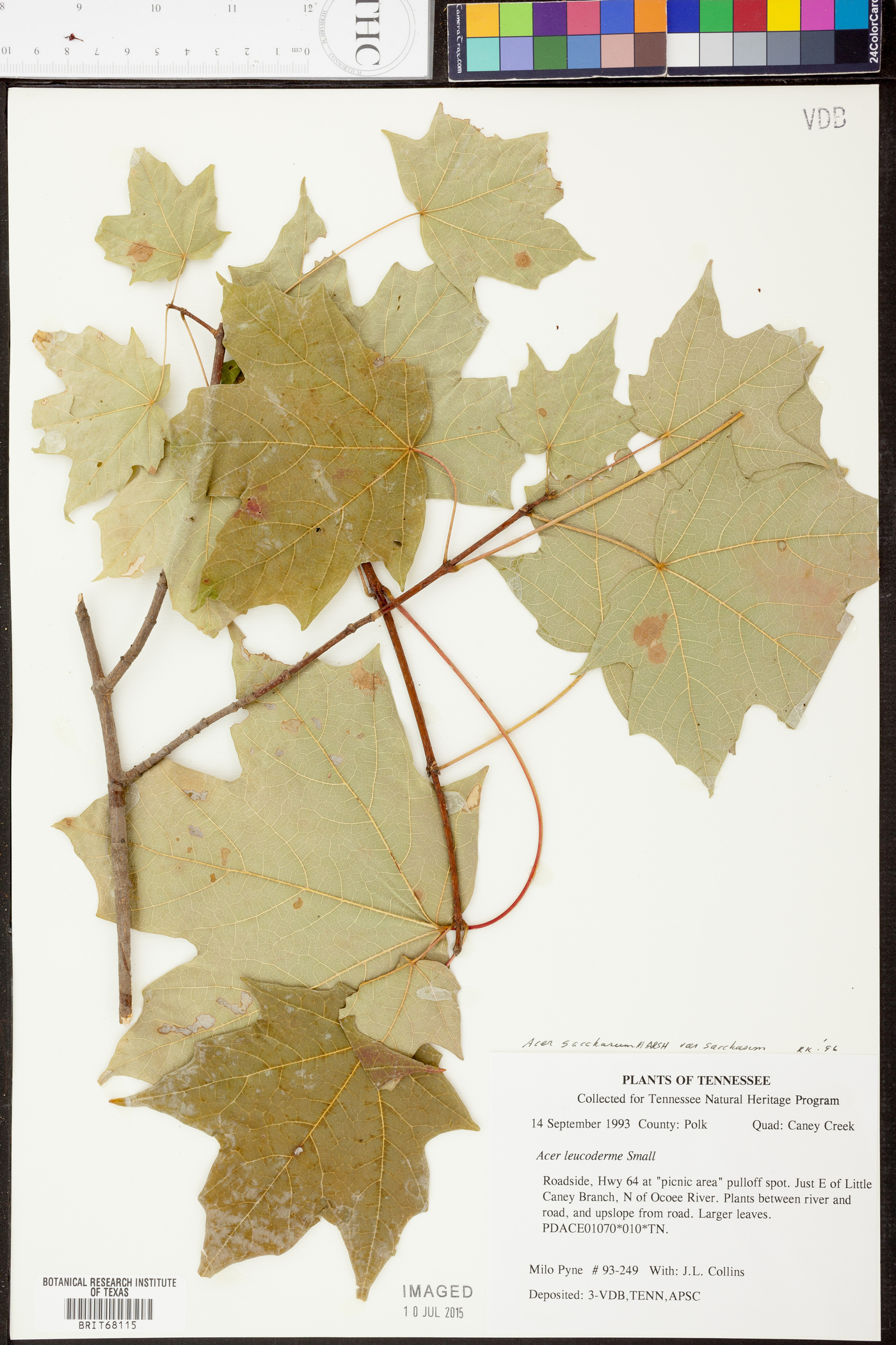 Acer saccharum var. saccharum image