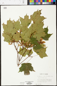 Acer leucoderme image