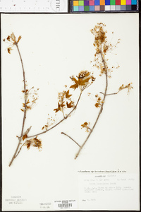 Acer leucoderme image