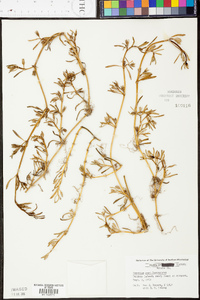 Sesuvium portulacastrum image