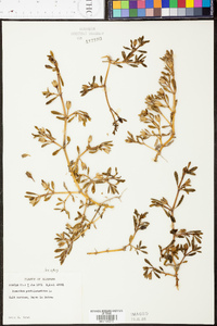 Sesuvium portulacastrum image