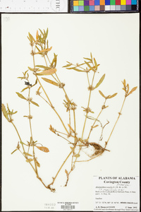 Alternanthera sessilis image