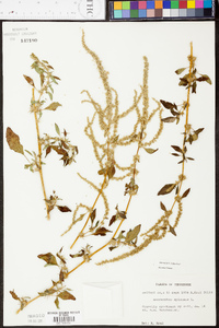 Amaranthus spinosus image