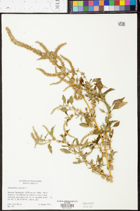 Amaranthus spinosus image